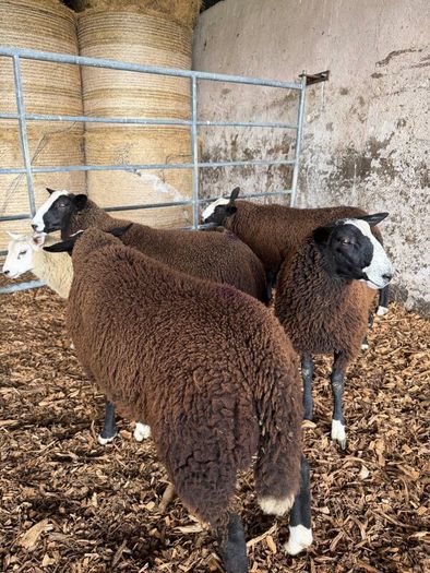 Organic Zwartble Hogget Rams & Ram Lambs
