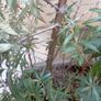 Sea buckthorn plant Image 2