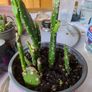 cactus plant Image 5