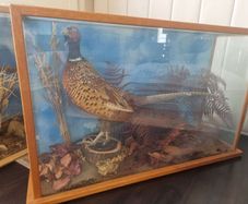 pheasants Stuffed