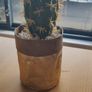 Decorative succulent Image 2