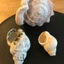 Three Vintage Sea Shells Image 4