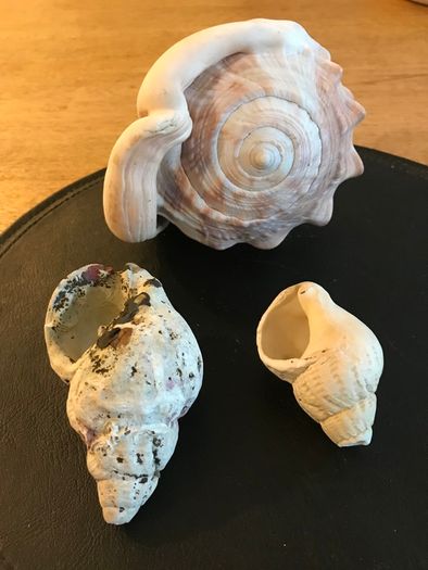 Three Vintage Sea Shells