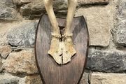 Roe Deer Antlers