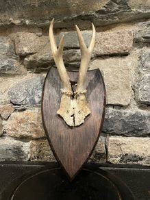 Roe Deer Antlers