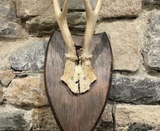 Roe Deer Antlers