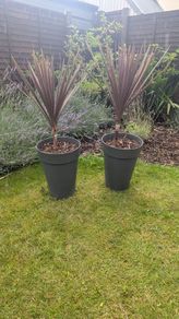 plants