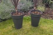 plants