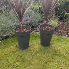 plants