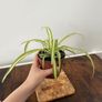Spider plant house plant Image 2