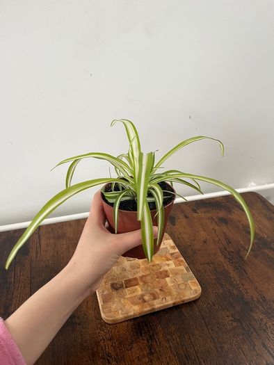 Spider plant house plant