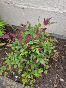 Nandina Domestica Obsessed