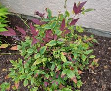 Nandina Domestica Obsessed