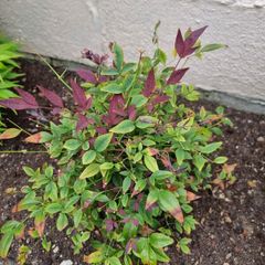 Nandina Domestica Obsessed