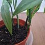Cebu blue plant Image 2