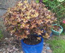 Beautiful Large Glazed Ceramic Planter and Mature Garden Shrub