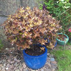 Beautiful Large Glazed Ceramic Planter and Mature Garden Shrub