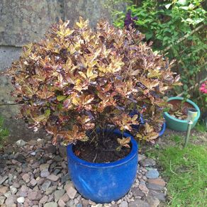 Beautiful Large Glazed Ceramic Planter and Mature Garden Shrub