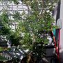 trees Image 8