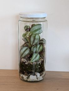 Small terrarium