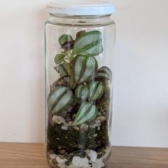Small terrarium