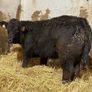 Top End Limousin Calves Image 9