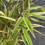 Bamboo Image 2