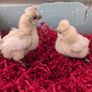 silkie chicks Image 2