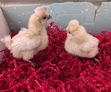 silkie chicks