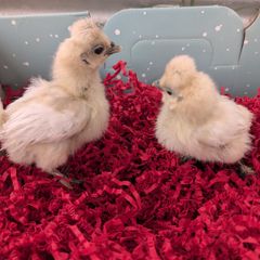 silkie chicks