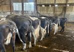 Calved and incalf Dairy cows and heifers
