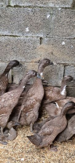 Ducks, Drakes, Ducklings
