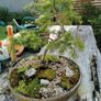 Bonsai Tree Image 8