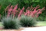 Red Yucca. Hesperaloe Parviflora. seeds