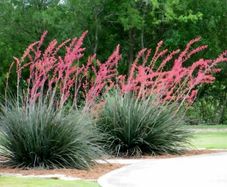 Red Yucca. Hesperaloe Parviflora. seeds