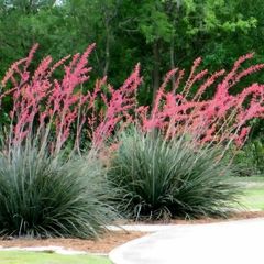 Red Yucca. Hesperaloe Parviflora. seeds