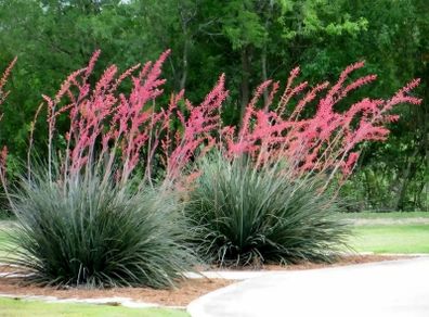 Red Yucca. Hesperaloe Parviflora. seeds