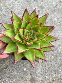 plant