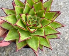 plant