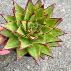 plant