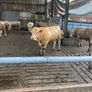 Charlaois bulls Image 2
