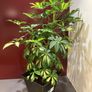 Plant Image 5