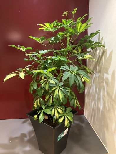 Plant