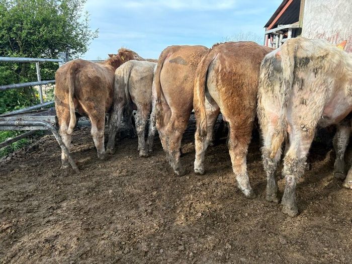 25 smashing Charlie bullocks