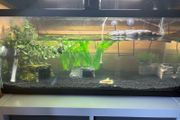 Fish Tank