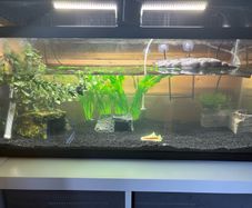 Fish Tank