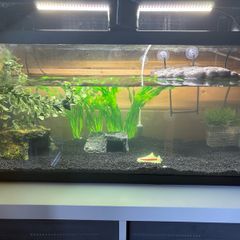 Fish Tank
