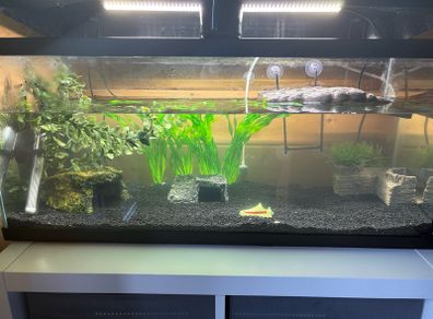 Fish Tank