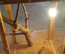 Reptile house for collection Dublin 13
