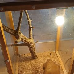 Reptile house for collection Dublin 13